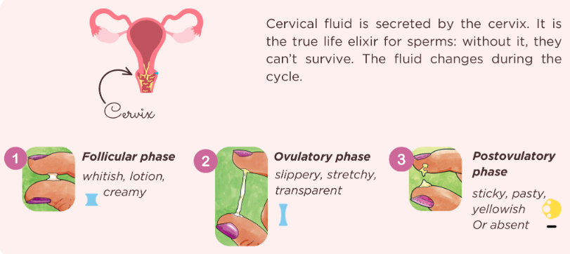 The 3 Types of Cervical Fluid